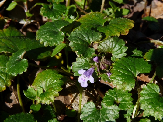 {Glechoma hederacea}